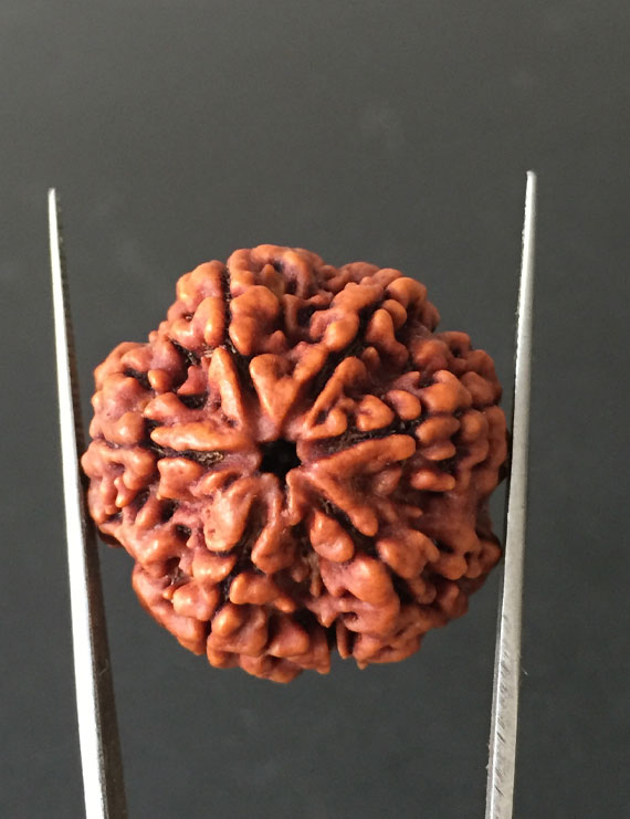 6 Mukhi Nepali Certified Rudraksha Size- 27.00 mm